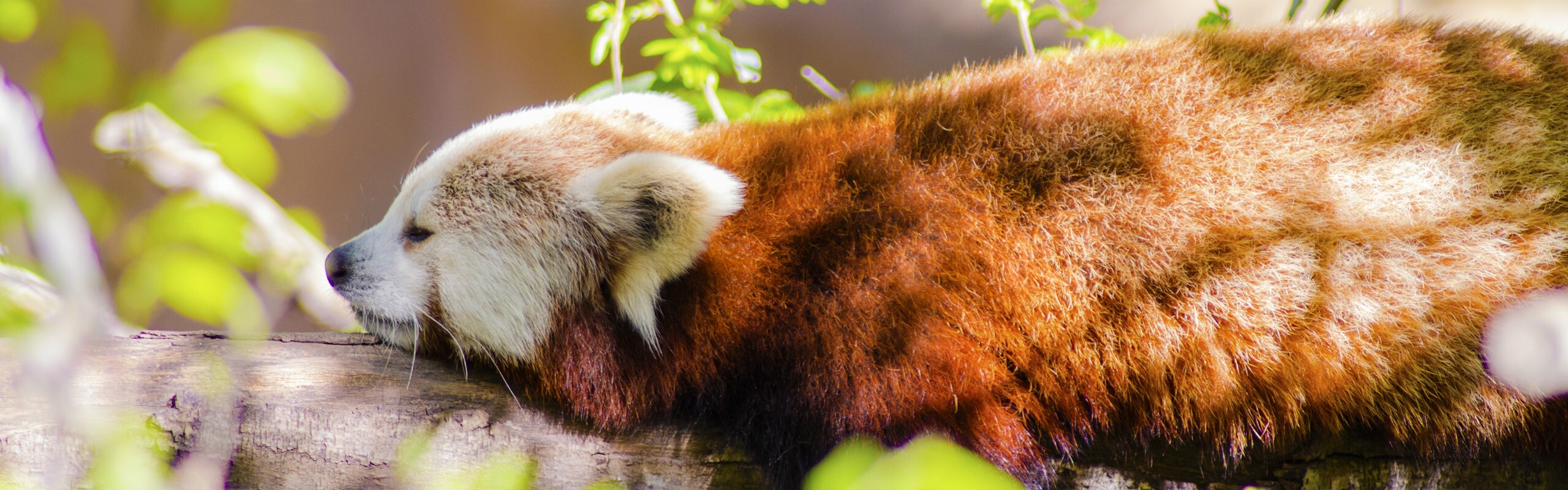 2-Day Wolong Red Panda Volunteer Program Tour