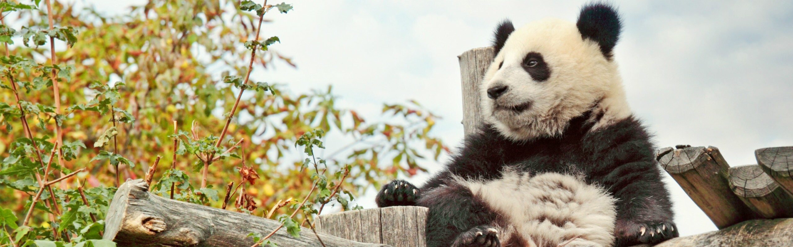 China Panda Tours 2023/2024, Panda Volunteer Program