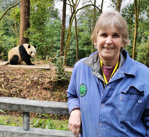 One Day Dujiangyan Panda Volunteer Program Tour